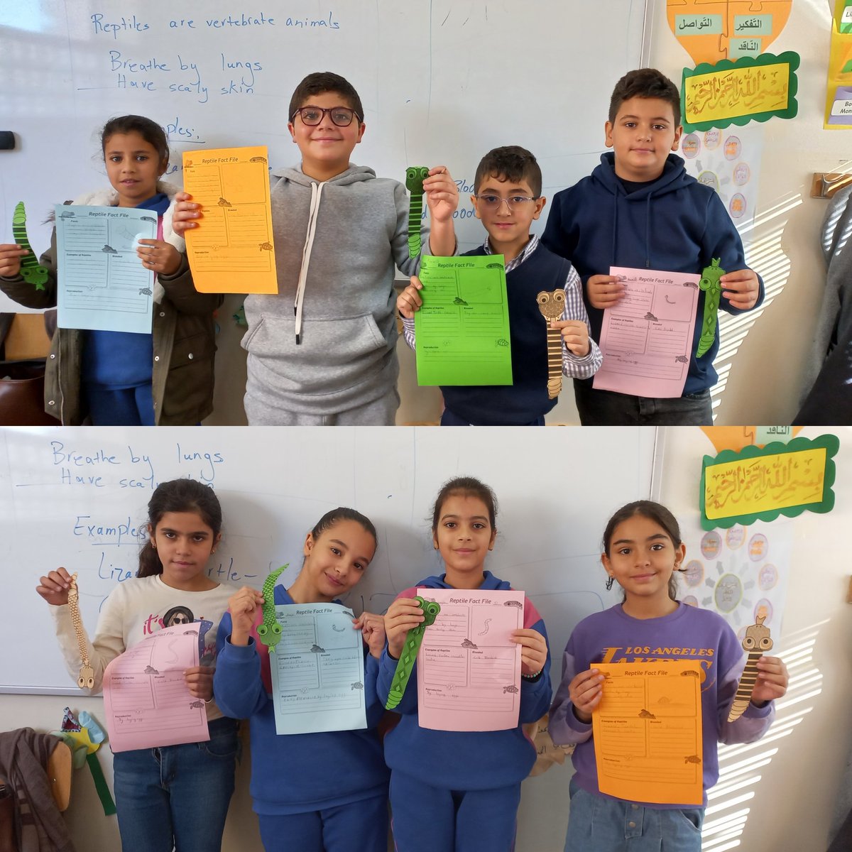 SamahGhorabi's tweet photo. "The art of teaching is the art  of assisting discovery."
Grade 4 learners  discovered the characteristics of reptiles then they modeled a snake 🐍.
@makdawhaschool @raefa_jomaa @soha_nj https://t.co/NwSvg9cyCy