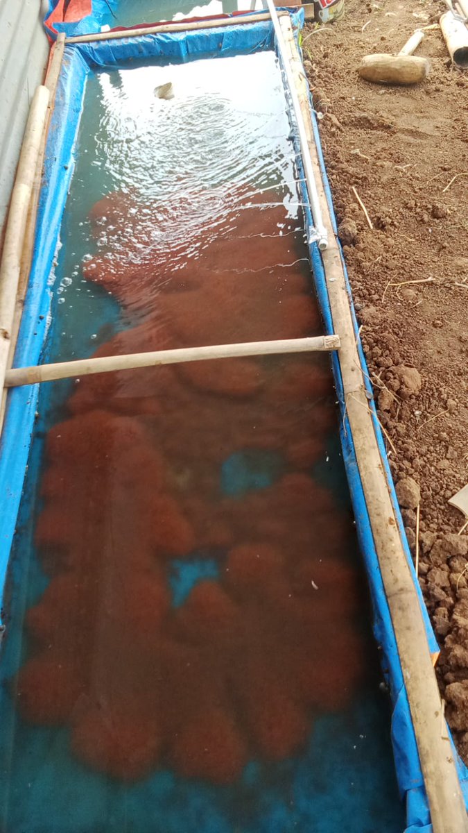 iwakbanyu's tweet photo. @puslatluhkp ini aja deh budidaya pakan alami....dipinggir kolam budidaya cacing sutra kita tanam genjer dijual SBG salahsatu sayur dg permintaan tinggi.... https://t.co/vXD0Nwvwgl