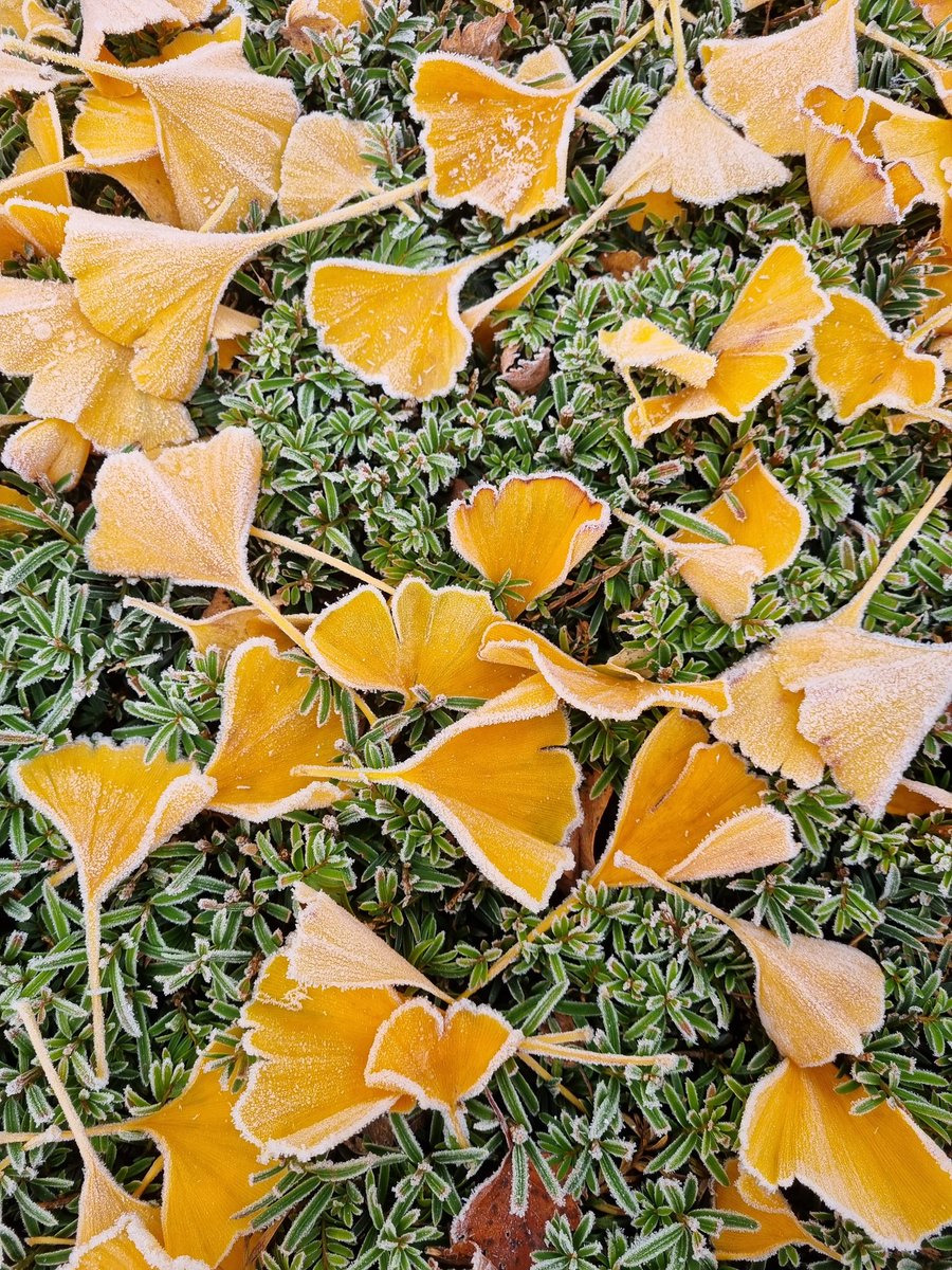 jmadge33's tweet image. Up time 

#horticulture 
#GardenersWorld 
#weekendworking