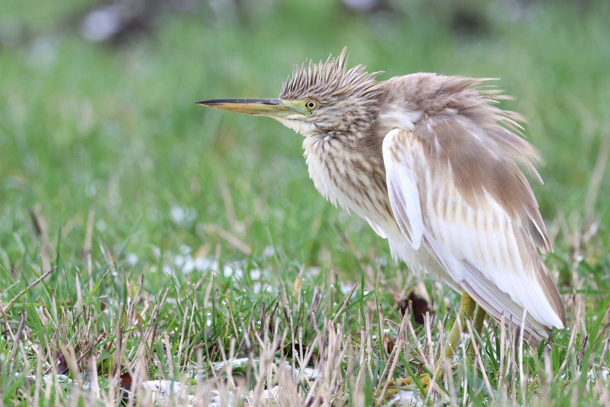 SQUACCO HERON / RALREIGER, Den Ham, Netherlands, Dec 2nd by Jos Welbedacht.
dutchbirding.nl/gallery
#birds #vogels #birdwatching #vogelskijken