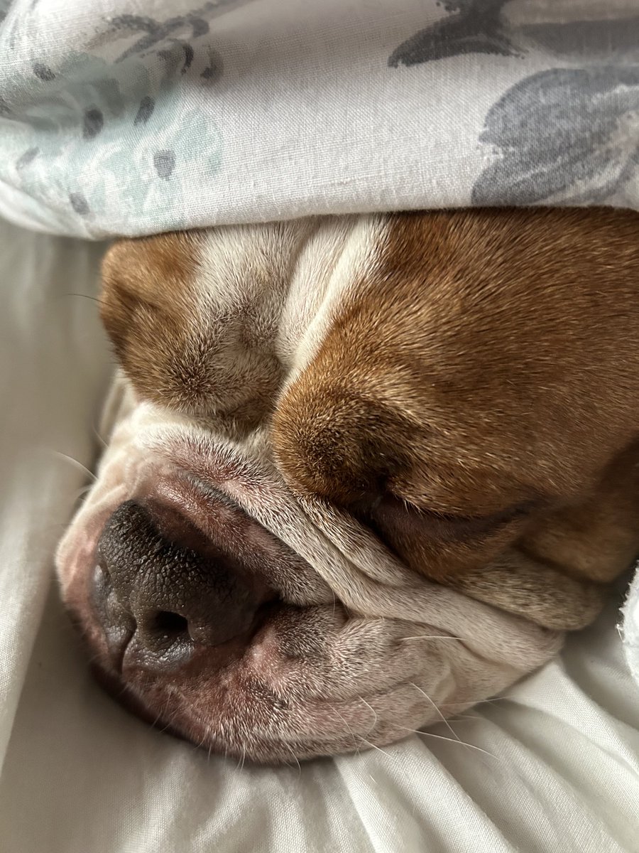 BMLSTHolder's tweet image. Somebody won't get up! 😳 #BulldogProblems ⚒