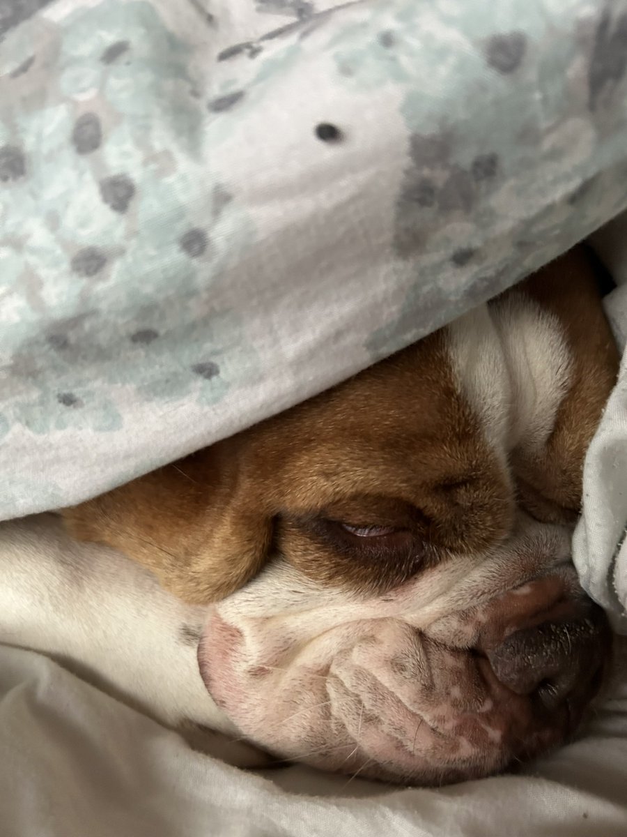BMLSTHolder's tweet image. Somebody won't get up! 😳 #BulldogProblems ⚒