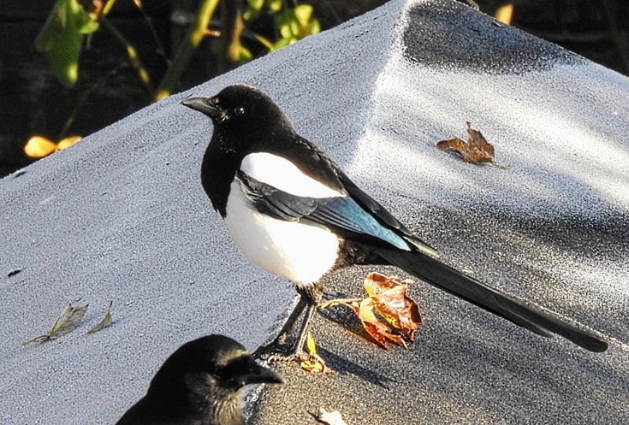 Ord1e's tweet photo. Have a Happy Sunday Everyone .. the #magpies always sit patiently waiting for me to fill up the feeders #gardenbirds #weekend #Sunday #winter #smileawhile https://t.co/BjUiZno34P