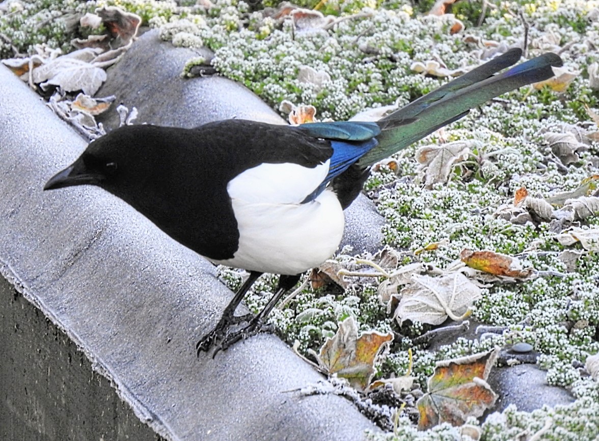Ord1e's tweet photo. Have a Happy Sunday Everyone .. the #magpies always sit patiently waiting for me to fill up the feeders #gardenbirds #weekend #Sunday #winter #smileawhile https://t.co/BjUiZno34P