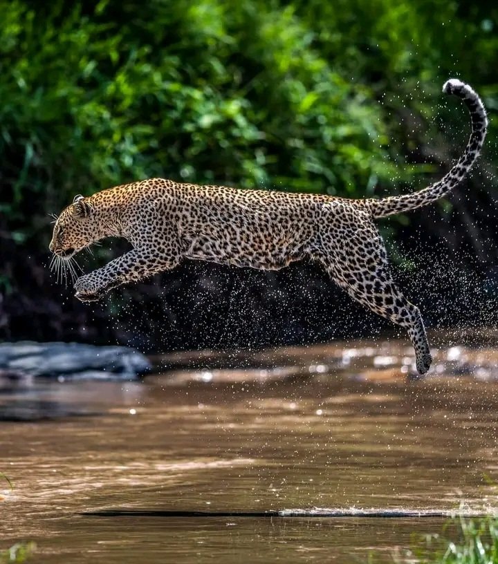 Graceful and fierce, the leopard prowls the wild with unmatched elegance. Nature's spotted marvel, a true embodiment of power and beauty. #Leopard #WildlifeWonder #LeopardSafari #WildlifeAdventure #SpotTheLeopard #SafariMagic #BigCatEncounter #SafariLife #NatureExplore #Africa