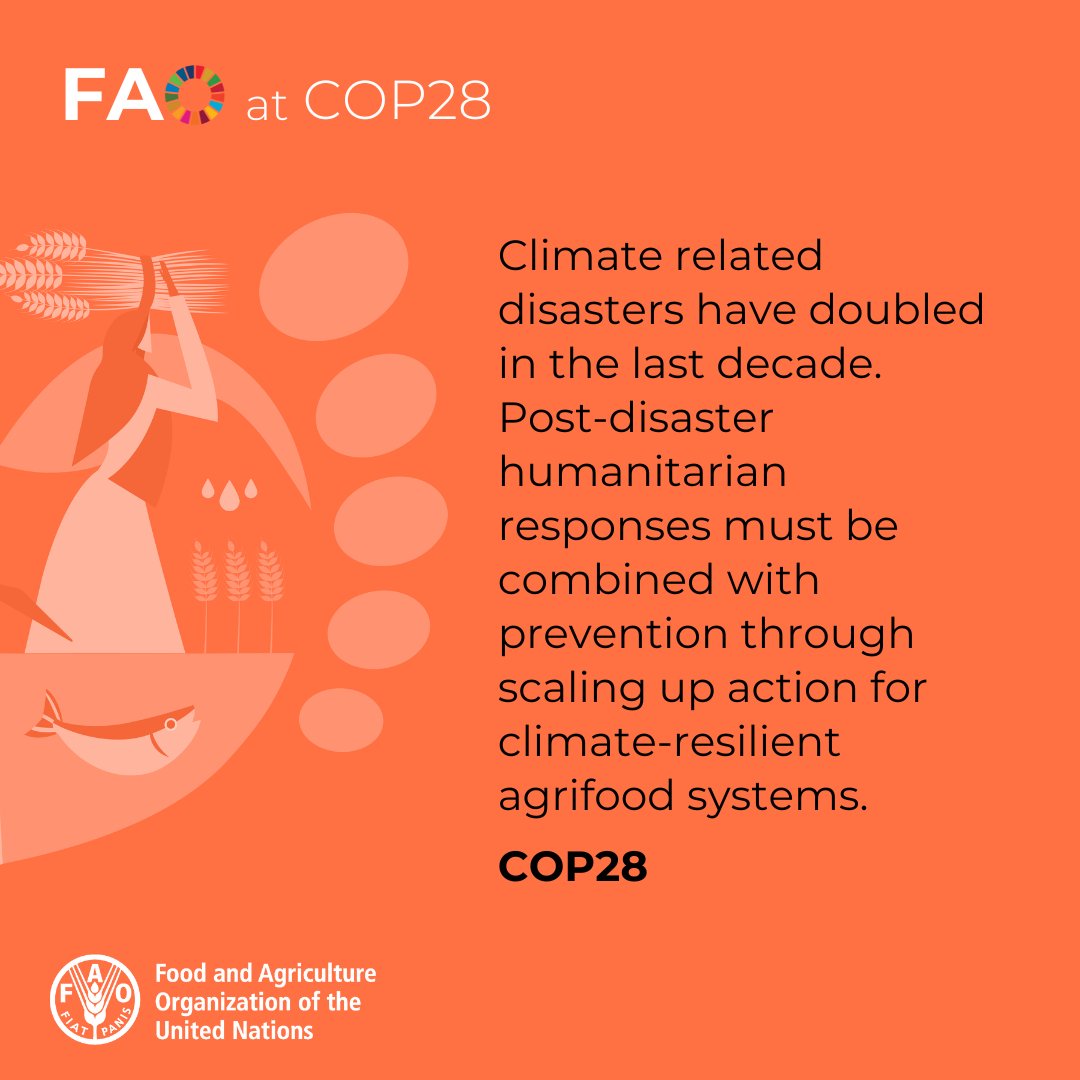 Climate-related disasters, like floods and droughts, have doubled in the last decade, affecting people in developing countries the most.

Investing in shock-resilient agriculture isn’t just the humane thing to do, it’s the strategic thing to do.

bit.ly/3WEKzPm

#COP28