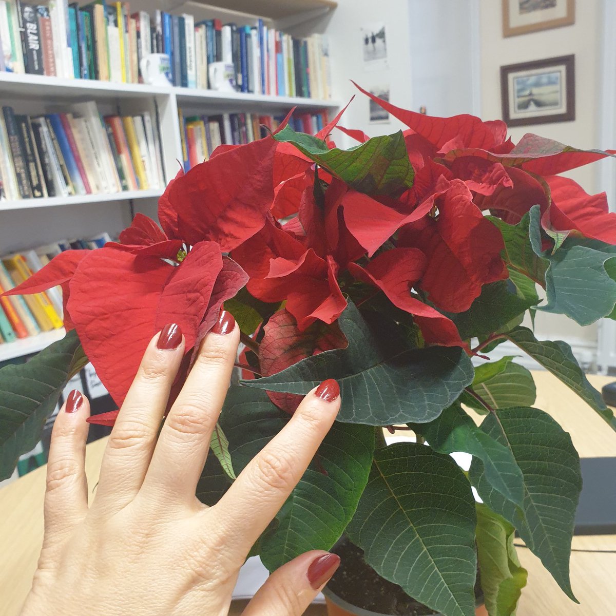 amiraabdou4's tweet photo. و يا صباح الورد ..تاني
الصورة أخدتها يوم الجمعة قبل ما الميتينج يبدأ!
#صباح_الورد
#poinsetta https://t.co/UAtN7VrLIX