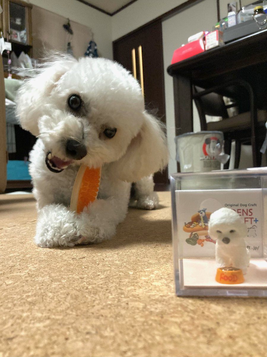 blanc__papa's tweet photo. ママさんにプレゼントしました🎁
#ビションフリーゼ #ビションプー #犬のいる暮らし #フィギュア #DENSCRAFT https://t.co/toznbQmeiq