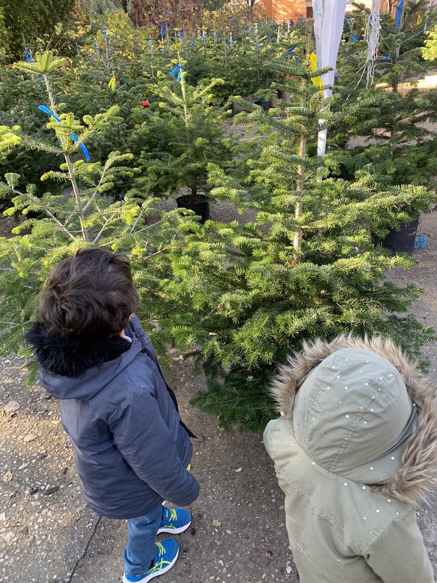Hemos seguido la iniciativa de <a href="/IdiazAyuso/">Isabel Díaz Ayuso</a> y hemos ido toda la familia a por nuestro abeto <a href="/abetosmontes23/">Abetos de Montes</a> 
Aquí tenéis más información👇🏼
upm.es/e-politecnica/…
🔴Importante: se pueden devolver después de Navidad para q sigan teniendo vida en la naturaleza