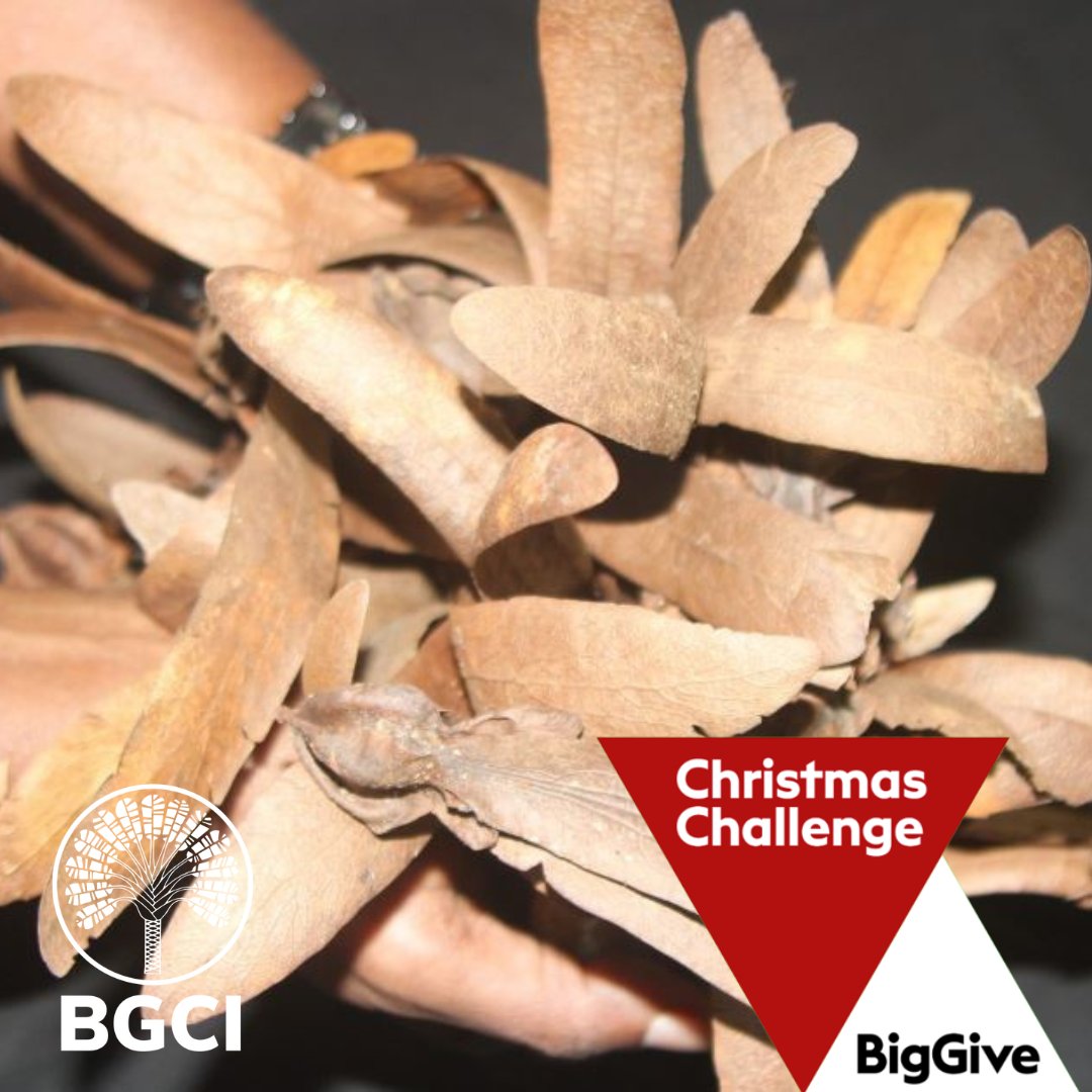 We're excited for the #ChristmasChallenge. Donations made via <a href="/BigGive/">Big Give</a> will be doubled for 1 week only (28/11 - 05/12)! 
This doubles the impact to projects such as collecting &amp; banking 200 seeds of 4 critically endangered plants in India. 
ow.ly/X8Qe50QaW38