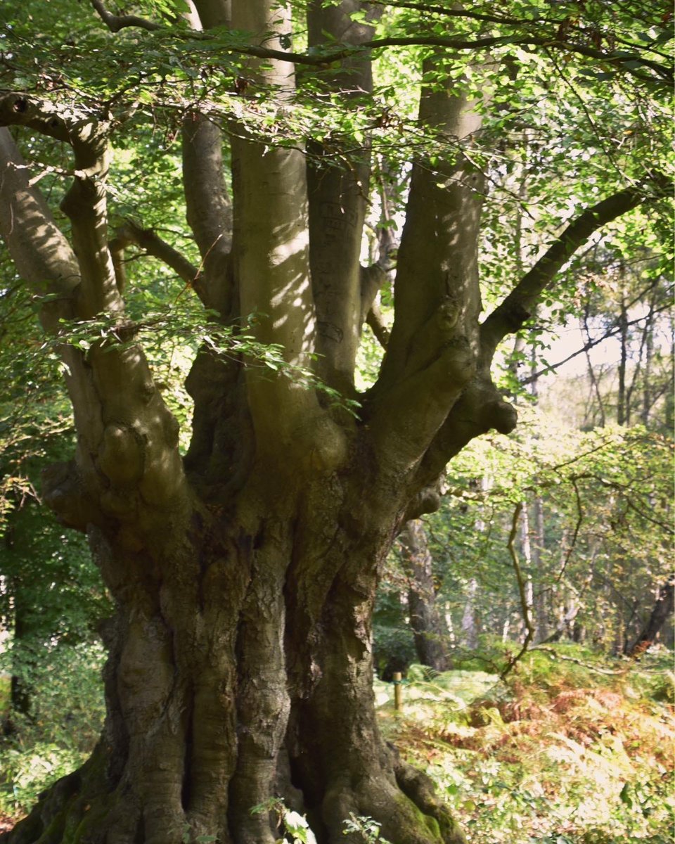1/4: On the final day of #NationalTreeWeek we have to celebrate the incredible and unique trees in #EppingForest.  

Obviously, being a woodland, we have a lot of trees.  But did you know that we have 55,000 veteran pollarded trees? 

We work hard to take care of our trees…