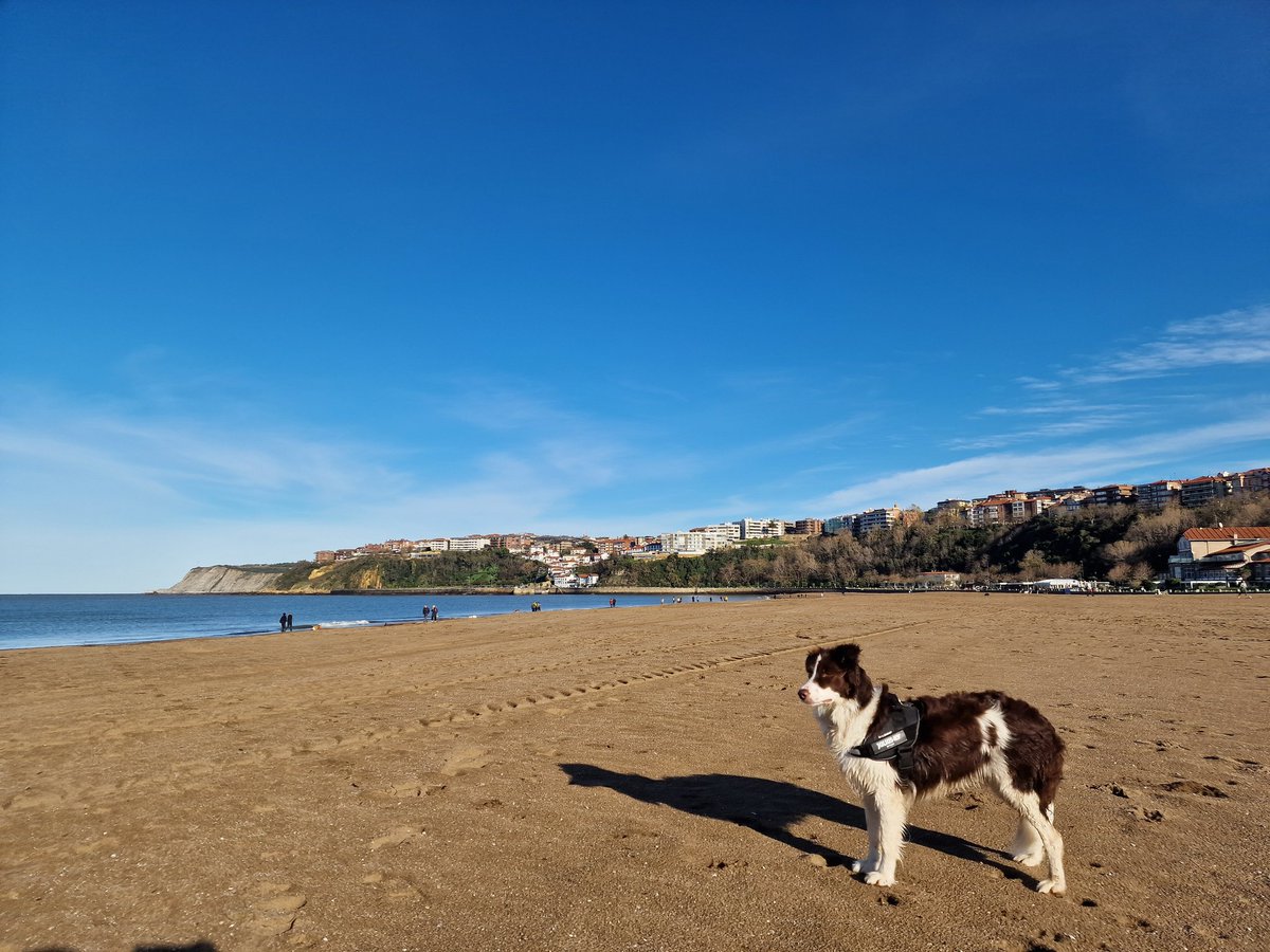 iparatx's tweet photo. Invertir en valor
Hoy con un domingo tan soleado, nos hemos ido #Freyja y yo a soltar adrenalina por #Neguri
Si cuadra, tono café con Carmen Ybarra Careaga para ver cómo va los intereses comunes (ella en #Onchena) pero tampoco prometo nada...
#BorderCollie #Arriluze #Ereaga https://t.co/woEcAJLSpl