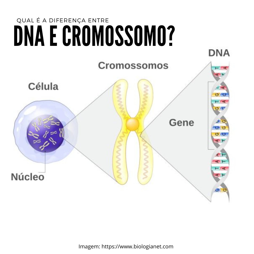 [[QUAL É A DIFERENÇA ENTRE DNA E CROMOSSOMO?]]

Algo q pode parecer simples para alguns, era uma dúvida q eu SEMPRE tive, e q eu só COMECEI a entender superficialmente no 3o ano do EM, e só fui COMPREENDER profundamente na universidade.

Você tem a mesma dúvida?
SEGUE A THREAD 👇🏼