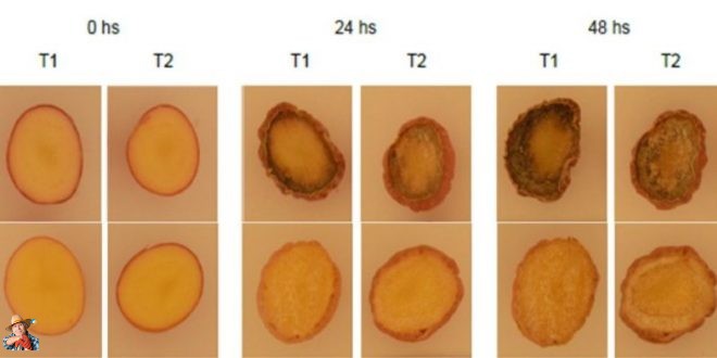 potatosystem1's tweet image. Revolutionizing Latin American Agriculture: Breakthrough in Genetically Altered Potatoes to Tackle Browning Woes
#Agriculture #GeneticallyModifiedCrops #CRISPR-Cas9 #SustainableFarming #LatinAmerica #PotatoFarming #Biotechnology #CropImproveme...
potatoes.news/revolutionizin…