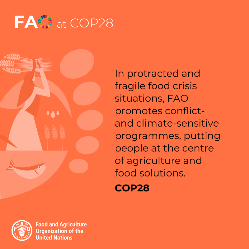 FAO in Emergencies (@faoemergencies) on Twitter photo Farmers, herders, fishers and foresters face an onslaught of shocks – conflicts, the climate crisis, pests and diseases.
<a href="/FAO/">Food and Agriculture Organization</a> is helping them to manage these risks, anticipate crises, prevent deteriorations and lay the pathway to resilience.
bit.ly/3P98Afu
#COP28 Farmers, herders, fishers and foresters face an onslaught of shocks – conflicts, the climate crisis, pests and diseases.
<a href="/FAO/">Food and Agriculture Organization</a> is helping them to manage these risks, anticipate crises, prevent deteriorations and lay the pathway to resilience.
bit.ly/3P98Afu
#COP28