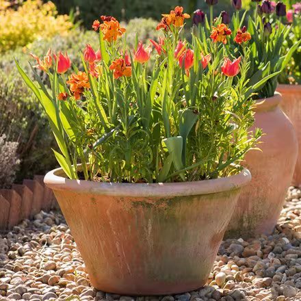 Day 3 of our advent competition is the chance to WIN a £50 Voucher to spend with Crocus!

Please follow, RT and enter:
allotmentonline.co.uk/win-a-voucher-…

#win #advent #competition #gardening