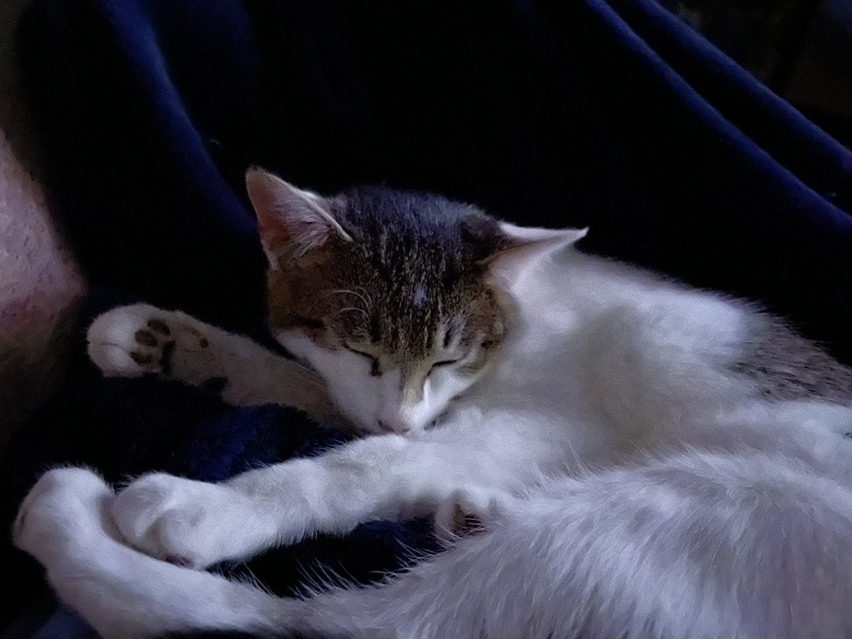 ColnevalleyCP's tweet photo. Sleepy bear 🐻 life of a foster kitten cuddles with foster 👩 https://t.co/kOG3gMNdCk