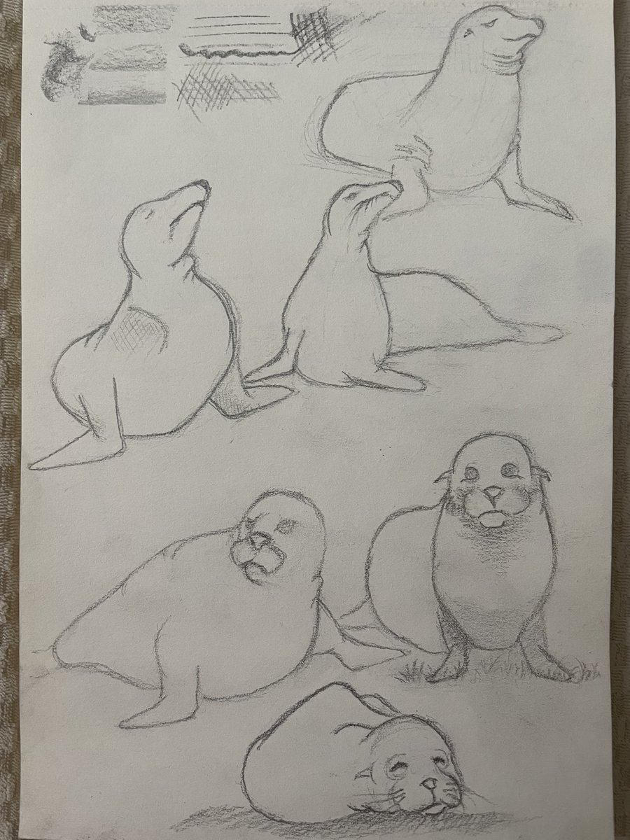 Just a random seal study 🦭 GM all 😊❤️