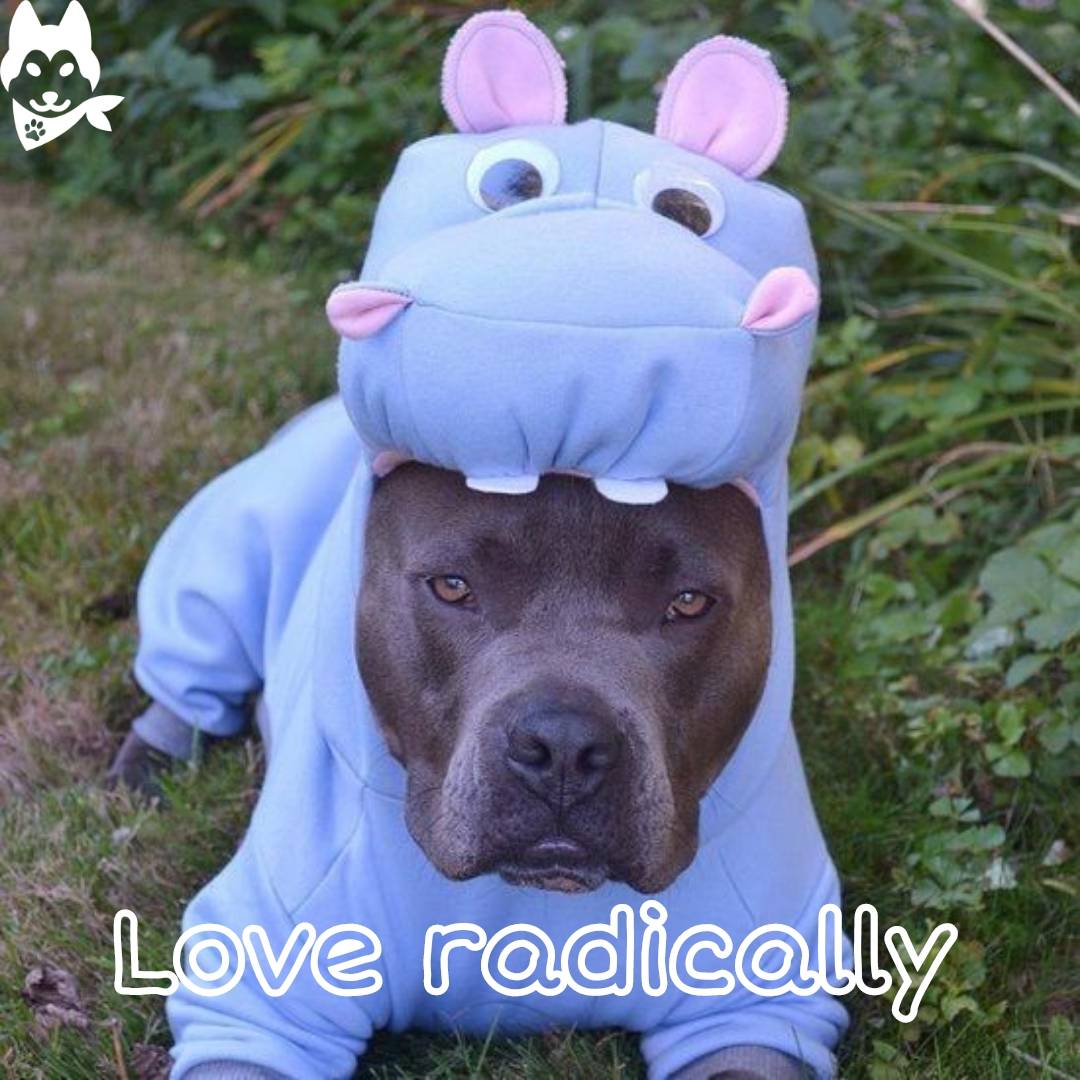2bpaws's tweet photo. 🐾How to raise a pitbull dog🐾

Consistent discipline: Establish clear rules and boundaries. Be consistent with your expectations and enforce them firmly but kindly

#PitbullLove
#PibblePride
#AdoptDontShop
#PitbullLife
#BullyBreeds
#PitbullAdvocate
#PitbullRescue https://t.co/FJ6EpYEm6V