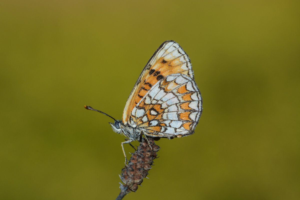 #haftanınkelebeği
Genellikle yaz aylarında, orman içi açıklıklarda görebileceğiniz Amannisa Kelebeği'ni (Melitaea athalia) habitatın uyumlu olması koşuluyla tüm bölgelerimizde görmek mümkün. 
📸: Alperen Yayla