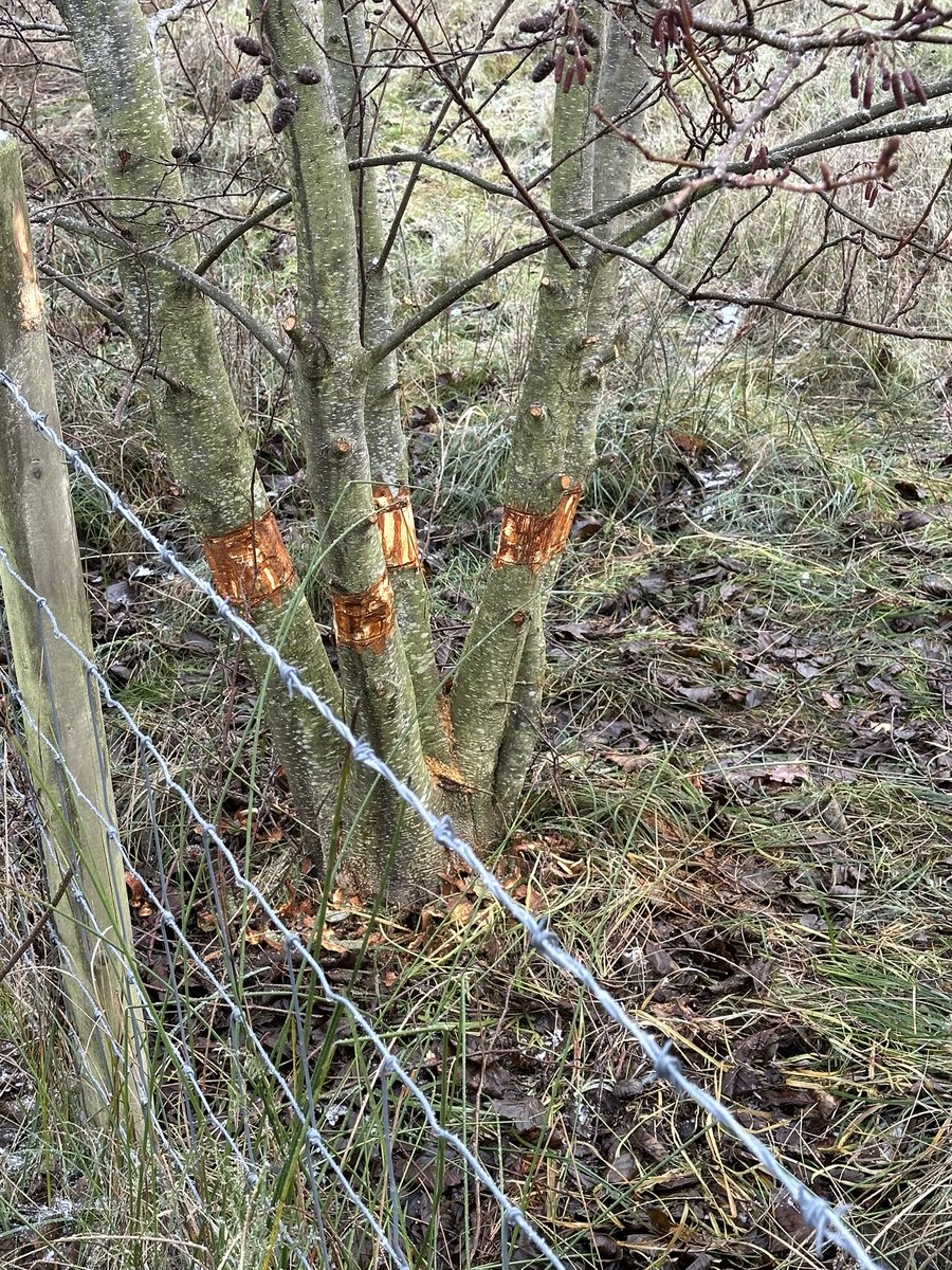 SWT Lound Lakes Warden tweet media