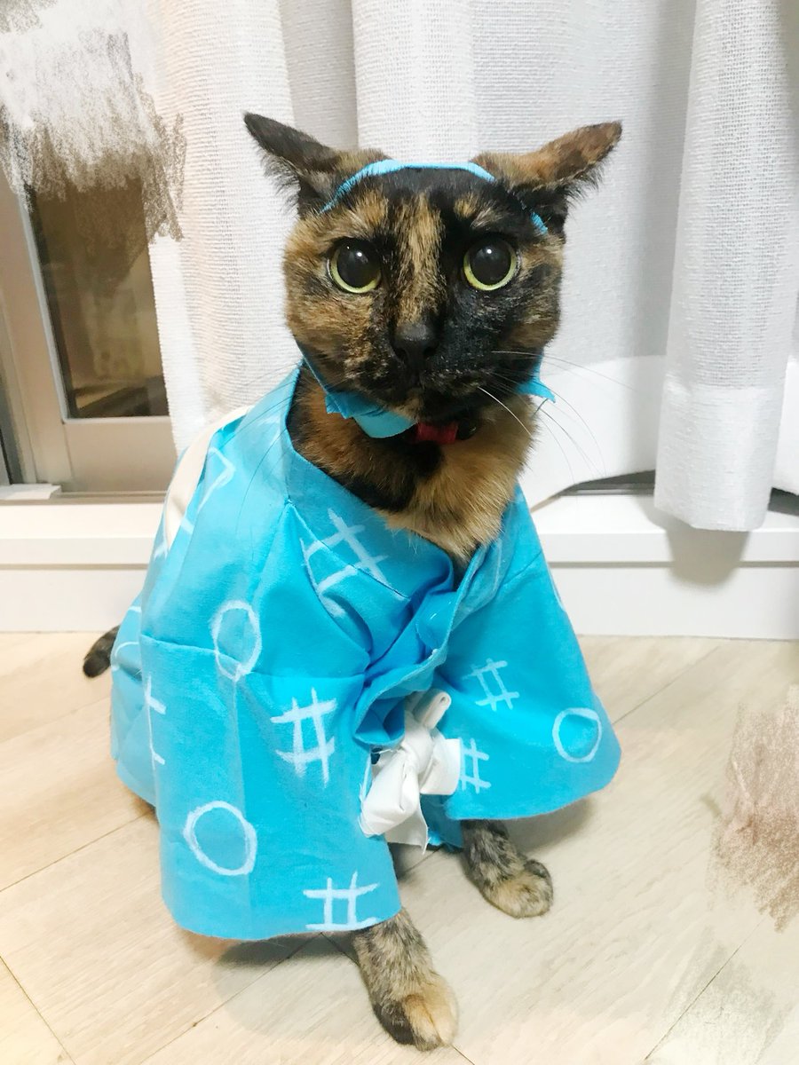 昔思いつきで忍たまの服をしゃーぽに作った写真が出てきたんやけど、もうほんまいろんなことに付き合ってくれて優しい猫すぎる。
私に絡まれて12年のサビ猫。