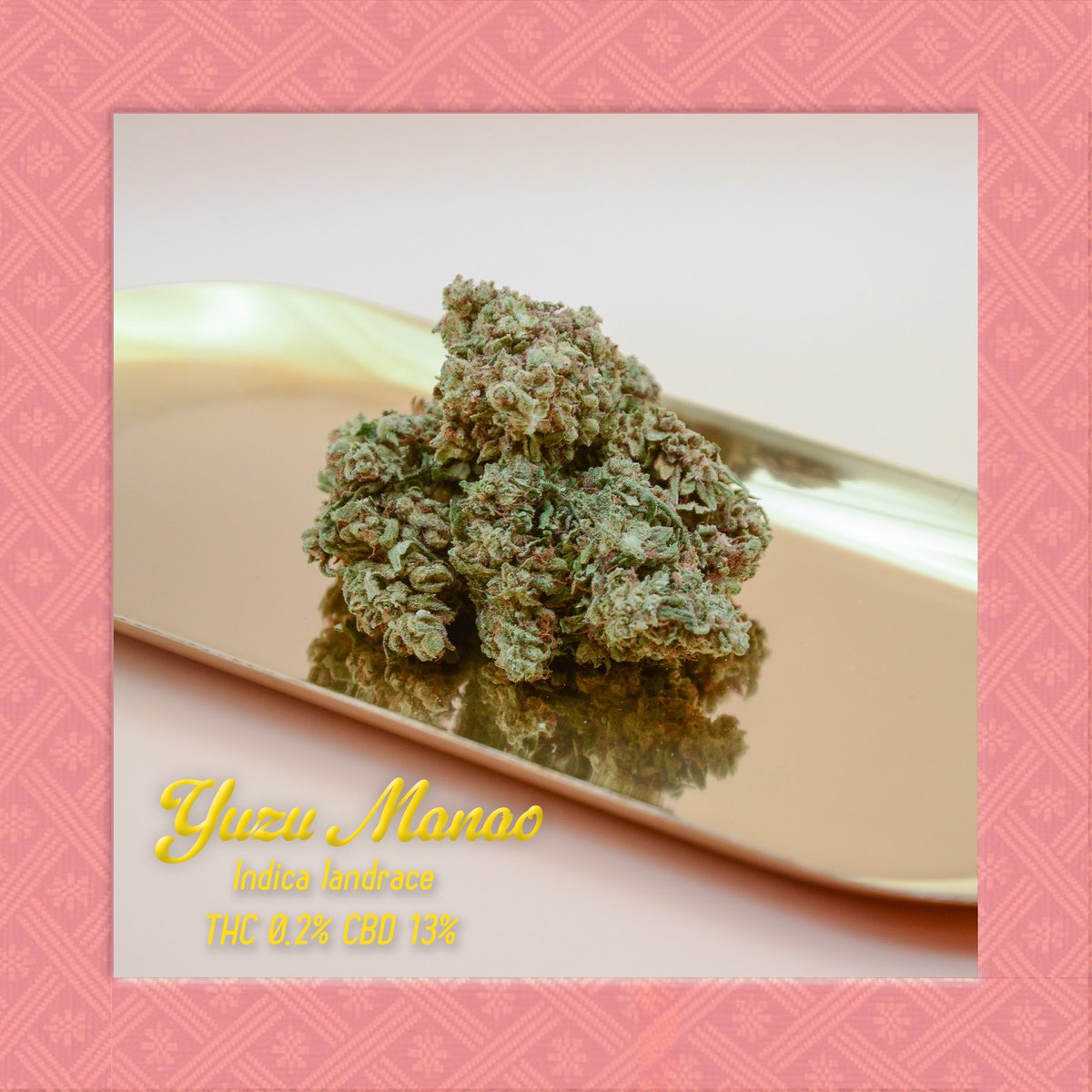 peach_panties_'s tweet image. まるで「ほろよい」💗🫶🏼
Yuzu Manaoをぜひ試してみてください🍊 強いハイは求めず、美味しい大麻を楽しみたい方にぴったり💐 リラックスタイムに彩りを添えましょう！💖 
THC 0.2%とCBD 13%の優しい癒しをお楽しみください✨
#hemp
#cedflower
#lowthc