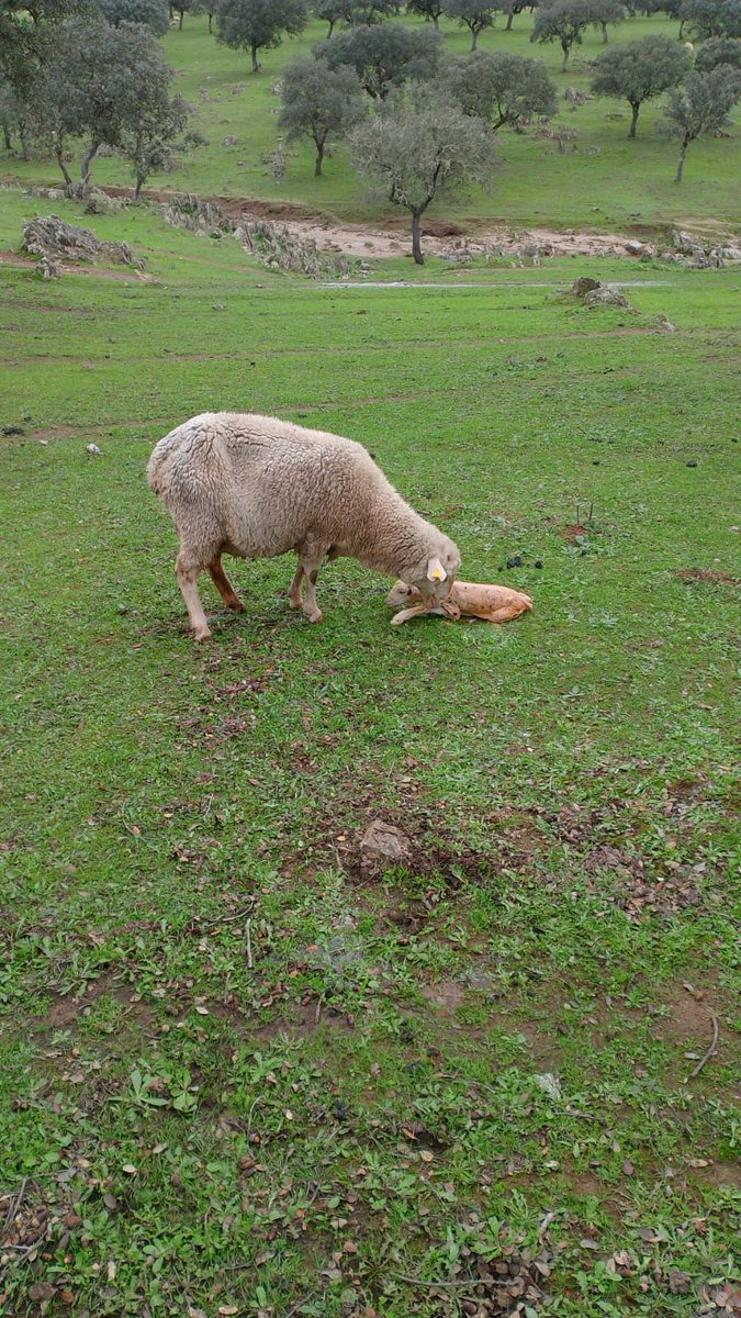 Recién nacido
Dehesa de #Extremadura. Esto tb esta pasando, al márgen del algoritm.