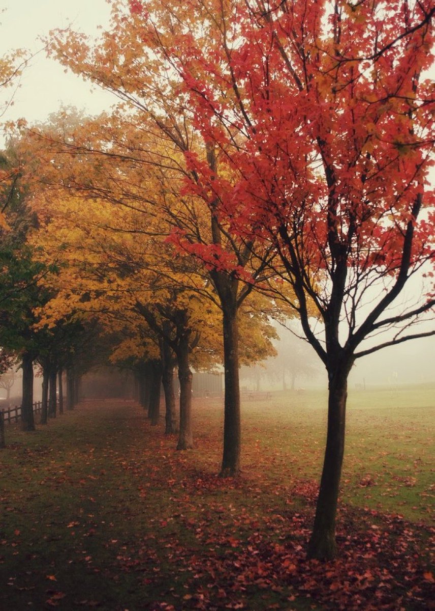 Credi tu che la natura sempre ma sopratutto in autunno ti parla?
La natura non fa rumore ma parla come te: geme,sussurra,canta!
Ogni cosa ha una voce e parla: ascolta!
I venti,le onde,le fiamme,le rocce,gli alberi,i roveti
tutto vive e ti parla: nel silenzio impara ad ascoltare!