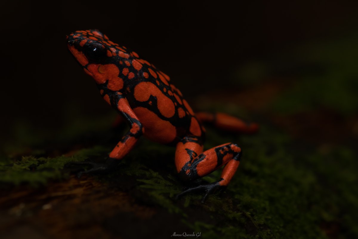 Sorprendente, Rana Venenosa Arlequín Chocoana - Choco poison dart Frog ( Oophaga solanensis). Colombia un país biodiverso.