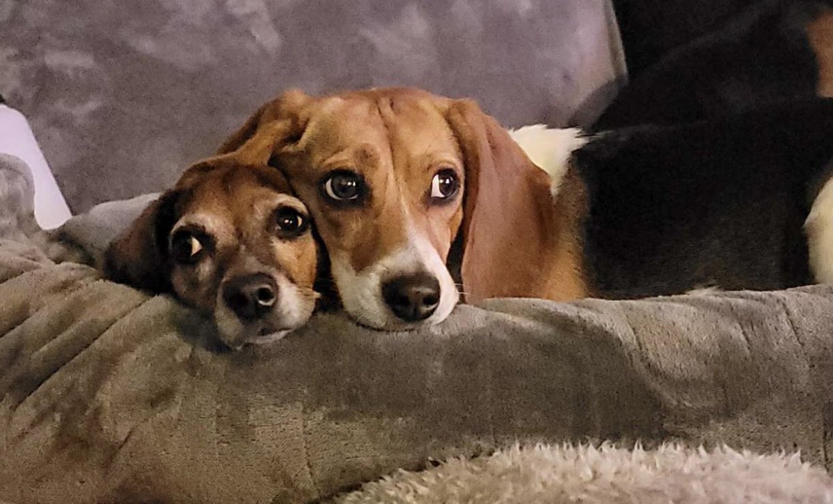 Please use cruelty free products. Beagles are one of the most used breeds in animal testing due to their happy disposition and size. What they do to them is horrible. Piper (right ) is an Envigo survivor. 1 of 4,000.
#StopAnimalTesting #BeagleFreedomProject