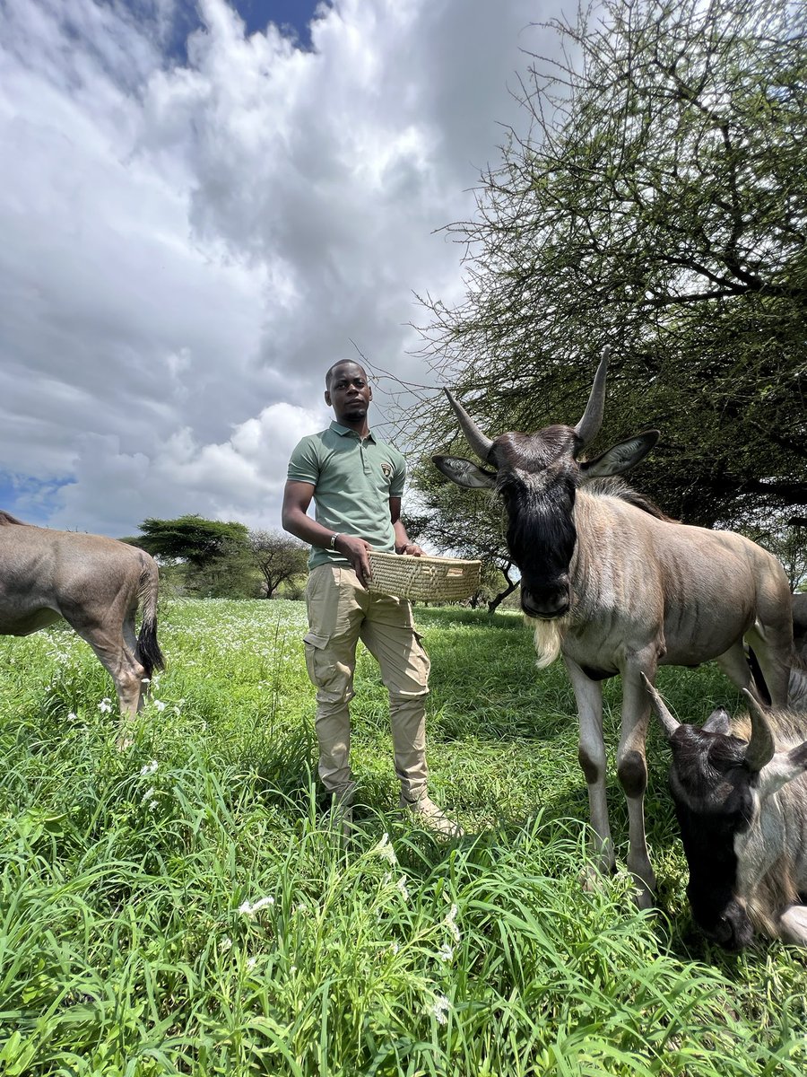 servalwildlife's tweet photo. Amidst the vast African plains, a river of wildebeest flows, embodying the untamed spirit of the wilderness in a rhythmic dance of migration https://t.co/XVacRB0im0
