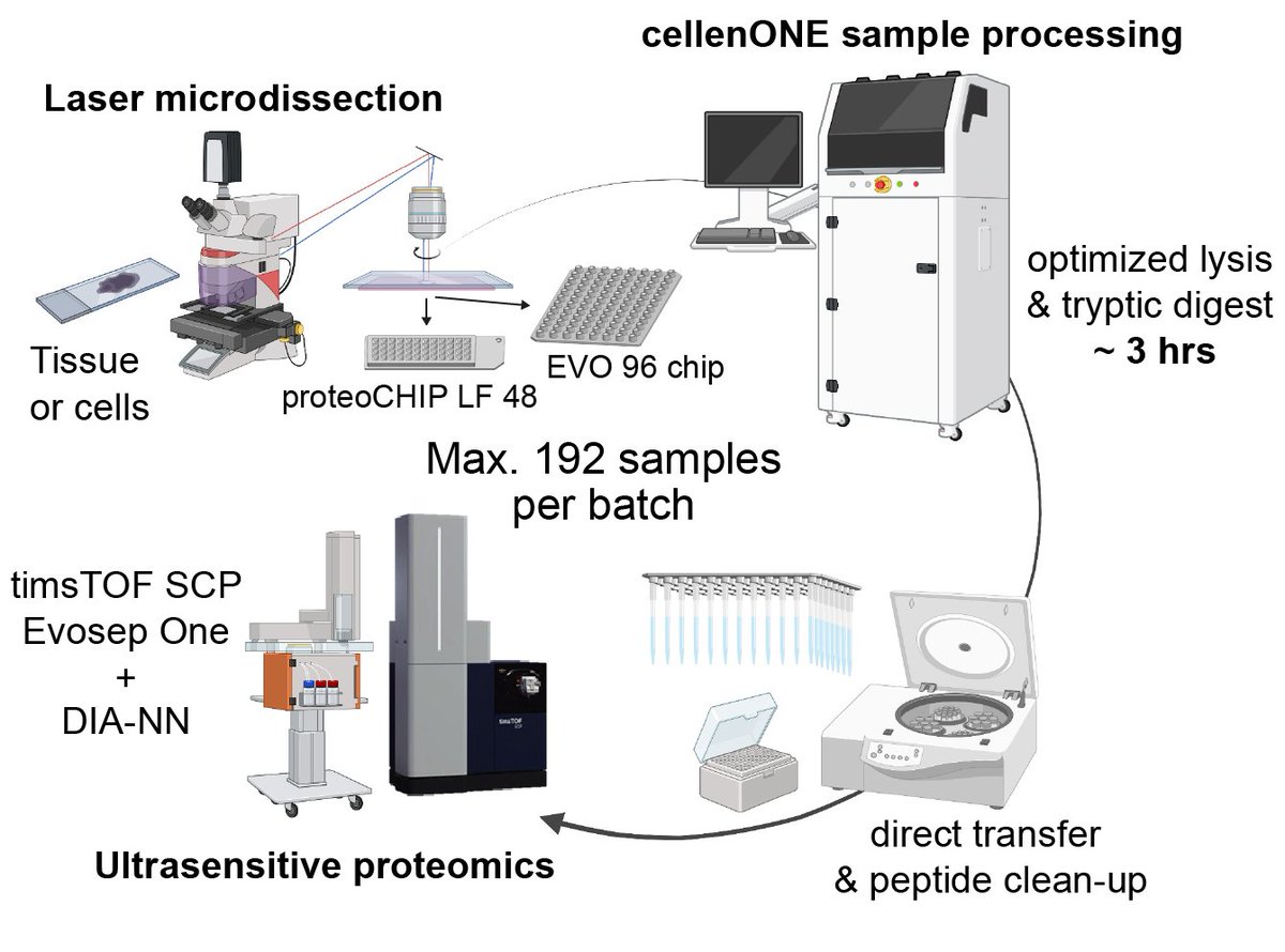 Happy to share our lab's new preprint on a robotic workflow for spatial tissue proteomics sample preparation based on the cellenONE system. Great collaboration with @DHartlmayr and Anjali Seth from @Cellenion, led by fabulous Anuar & @DiQin30106820. bit.ly/414jt6G