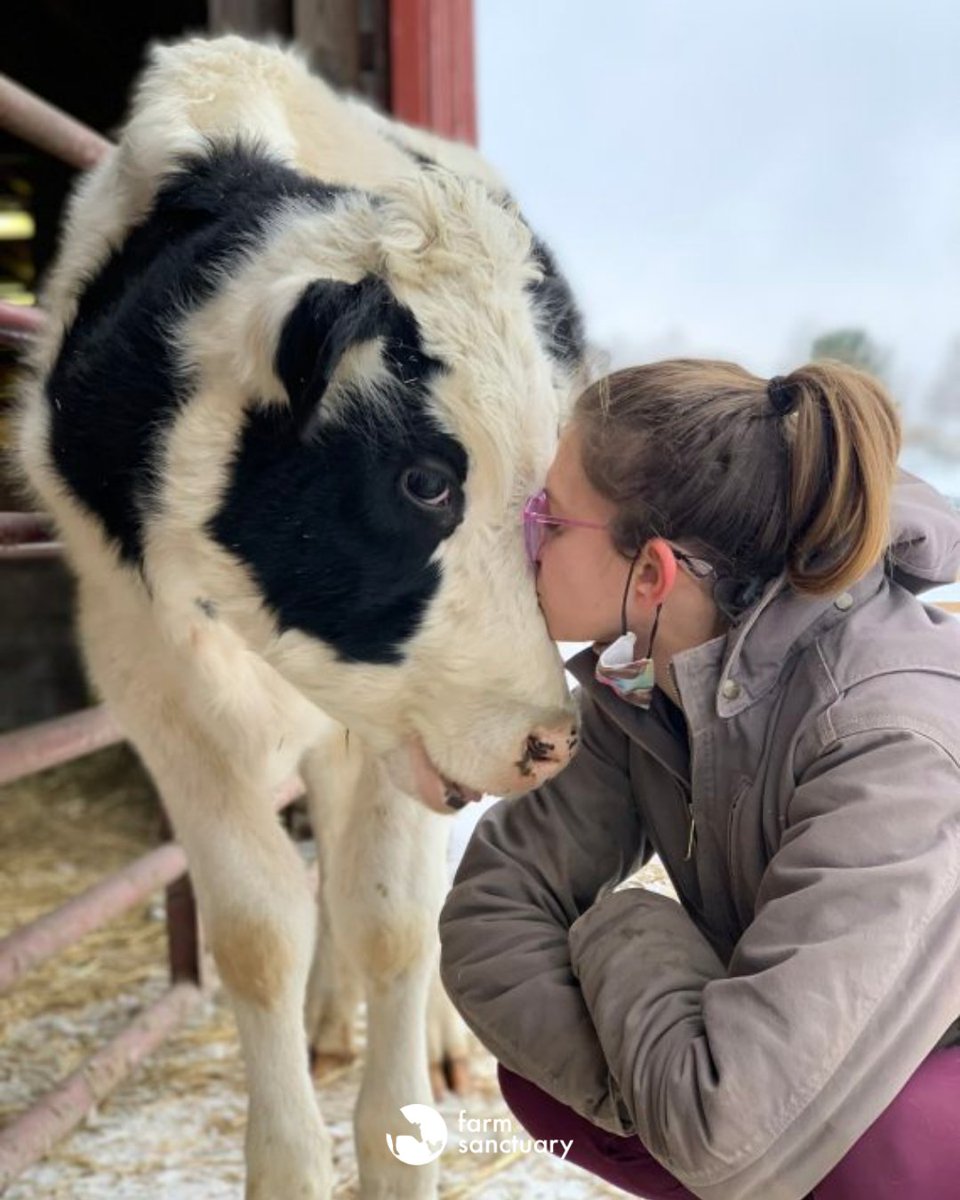 In the dairy industry, male calves like Pietro are often deemed "useless" &amp; sold for meat. Thankfully, Pietro, aka "Pie Guy," was spared from this end &amp; went from shy to outgoing with the love of our care team. Join us in giving thanks while we #ShareTheGood this holiday season!
