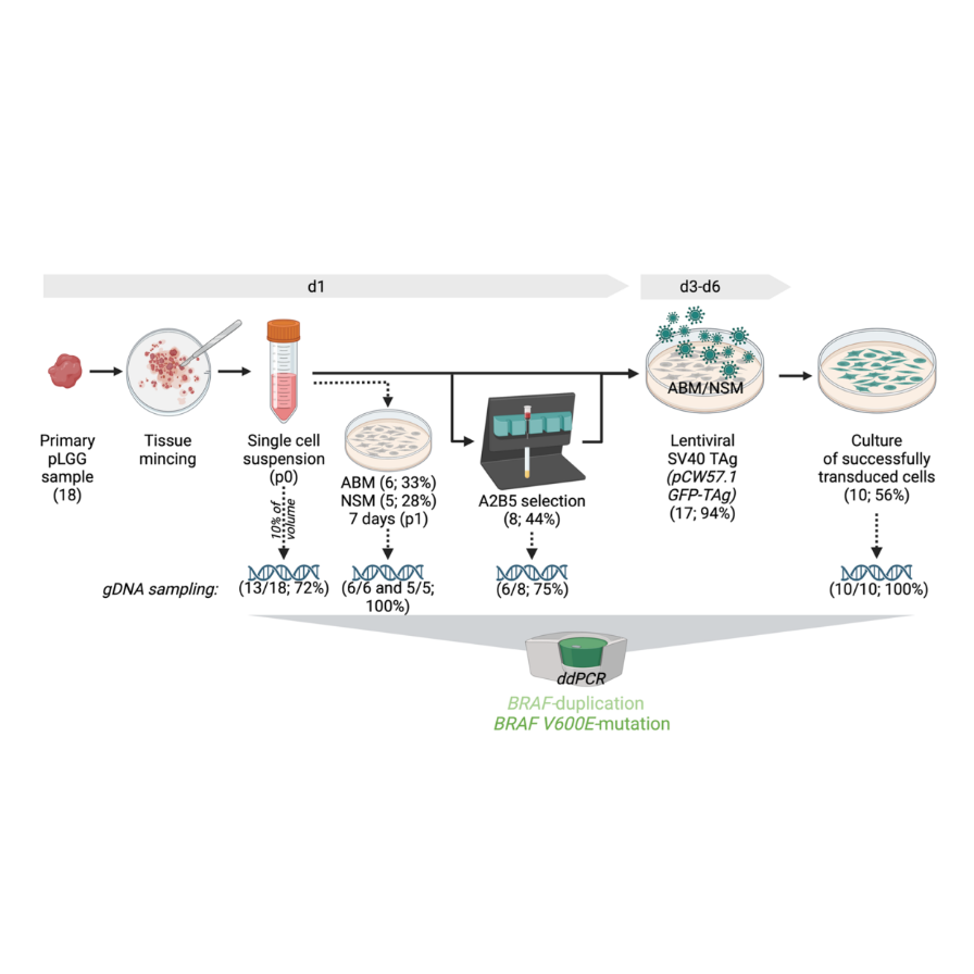 JNeurooncol's tweet photo. Selt et al. present a novel protocol for generating patient-derived pilocytic astrocytoma cell lines using SV40-TAg to circumvent oncogene-induced senescence. #pLGG @TillMilde @DKFZ @HiTZ_HD @ahmedeldamaty
https://t.co/6MUXaajEuN https://t.co/QwYJ0PjJ1L
