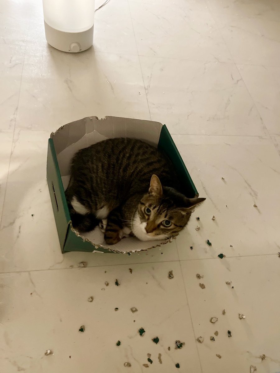 도대체 왜 이러는지 모르겠지만
셀프양치 될 것 같아서 냅두는중