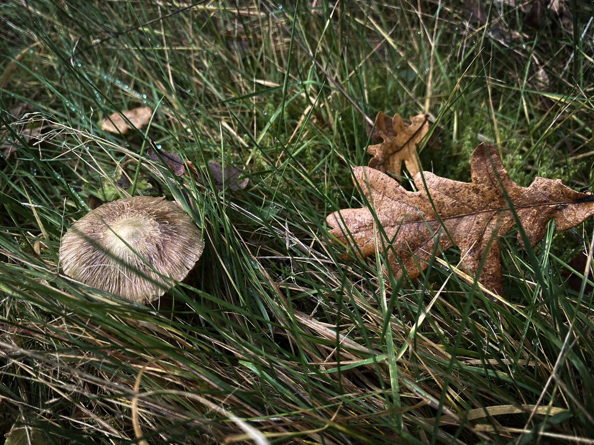 HollyOakLife's tweet photo. Autumn leaves and mushrooms・°
秋の葉ときのこさんたち・*
#autumngarden #november #mushrooms #autumnleaves #countrylife #infrance #whimsical #きのこ #落ち葉 #秋の庭 #庭のある暮らし #田舎暮らし #フランス生活 #フランスの田舎 https://t.co/fozNy5vM9g