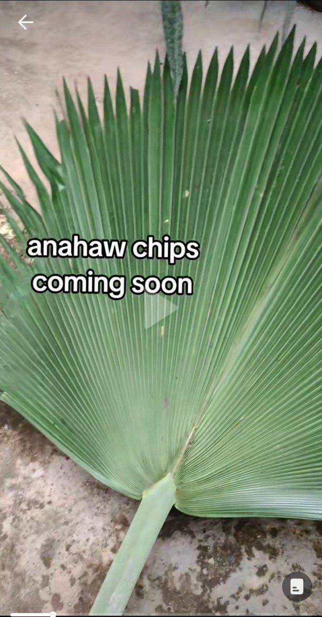 It's a sign na wag nang mag aral at maginvest nalang. Anahaw chips may potential kumita dito
#businesspsychology
ctto sa may ari ng tiktok vid