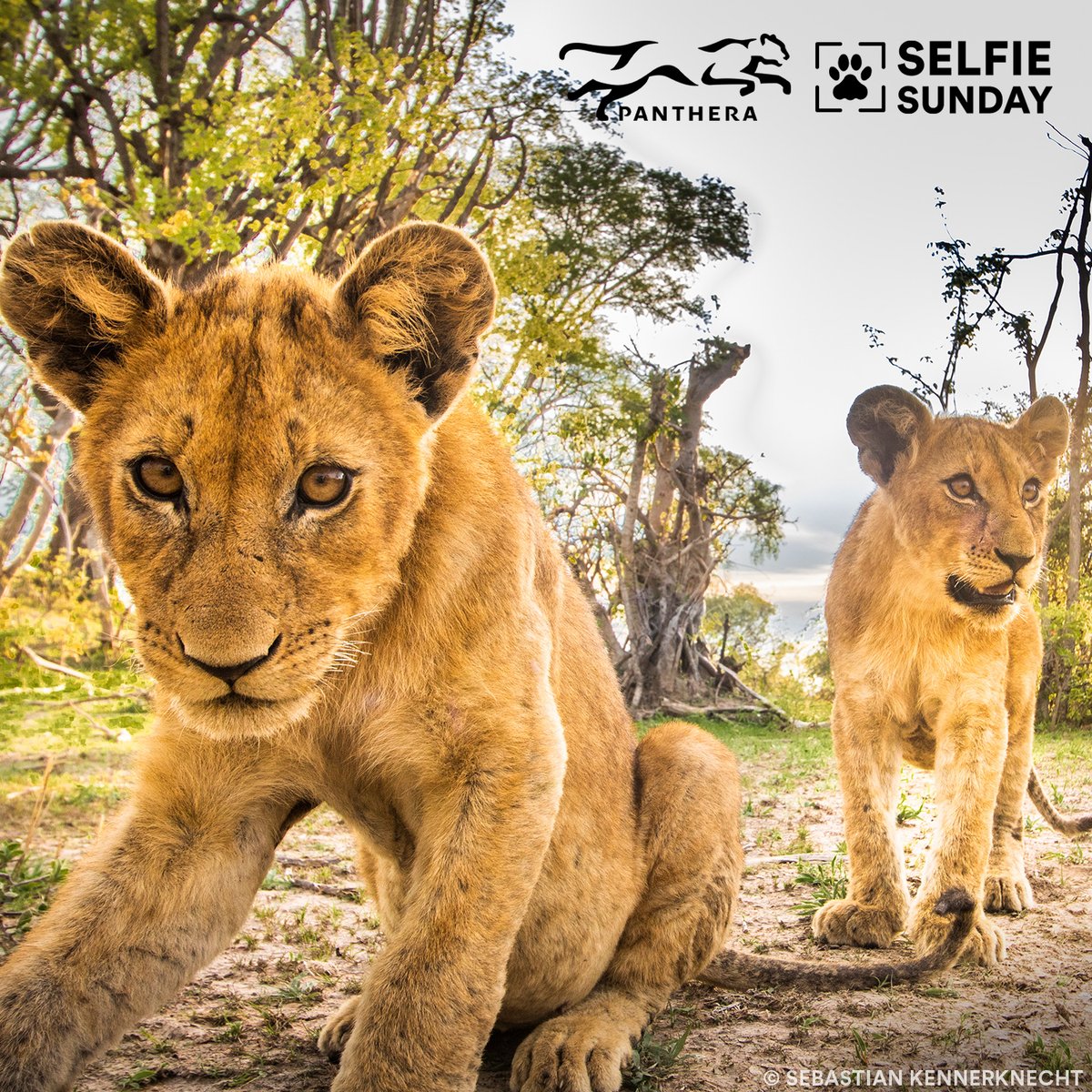 🦁🦁 Thanks to the work of Panthera and our partners, this #SelfieSundaySpecies has seen its population stabilize in areas of Kafue National Park where lions had been declining. And now, you can double your support for wild cats worldwide. Learn more: panthera.org