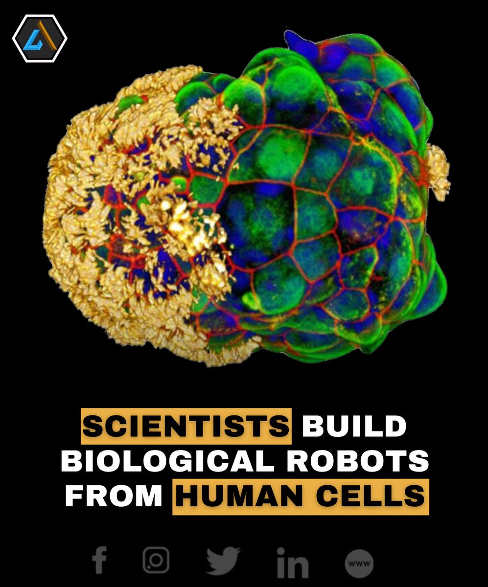 themestimes's tweet image. In a groundbreaking study published in Advanced Science, #researchers have introduced "#Anthrobots" — tiny robots crafted from human cells that could revolutionize medicine! 🏥🔬