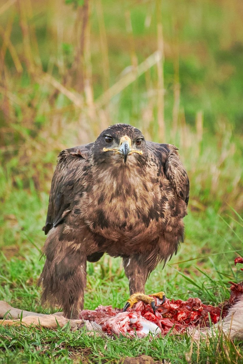 Hungry Angry Bird - Steppe eagle | Masai Mara | Kenya
#africasafari #Steppeeagle #bownaankaaml #eagle #birdsofafrica #raptor #discoverafrica #lonelyplanet #bird