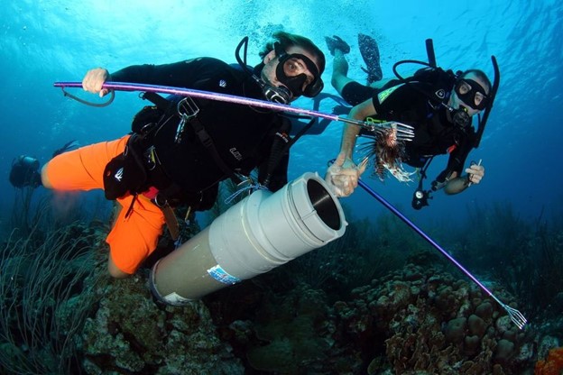 Hunting Lionfish Safely and Responsibly in Curaçao, a picturesque island in the southern Caribbean scubaverse.com/hunting-lionfi… #scuba #diving #dive #curacao #dutch #caribbean #lionfish #hunting #invasivespecies #ecosystem @scubacuracao