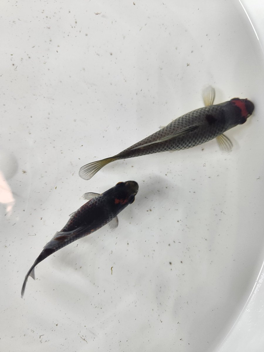 今日はイノフェスへ。井ノ口さんのブースで銀鱗和金を購入させていただきました。大事に育てよう。去年はaroliruさんのブースで京錦を購入させて頂きましたが今回の京錦すごくヤバかったな...自分に飼育の腕があったら購入したかったな。頑張れ自分！
運営の皆さんお疲れ様でした！

#イノフェス
#金魚