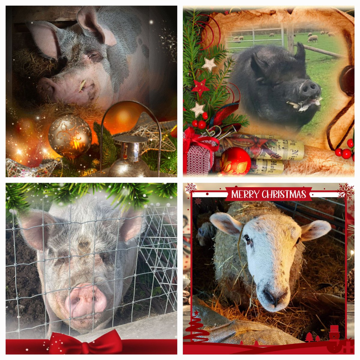 Still looking for the perfect gift for the compassionate, animal-loving people in your life?! 🎁🎄 How abt one of our animal sponsorship packages, starting at just £30?! All these guys are available 🐖🐑🤗 
#BigGeorgePig
#TobyPig
#WilmaPig
#SnowySheep
🛒  farmanimalrescuesanctuary.co.uk/sponsor-the-an…