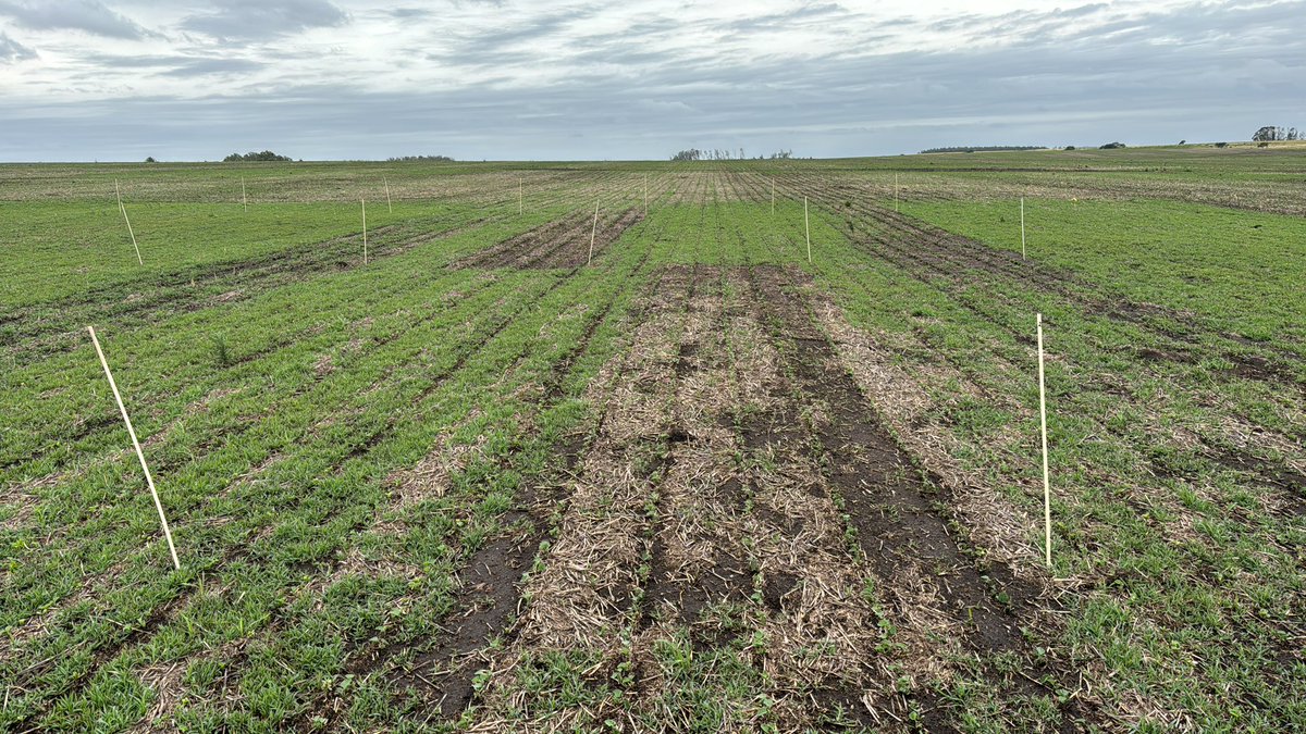 AM agro tweet media