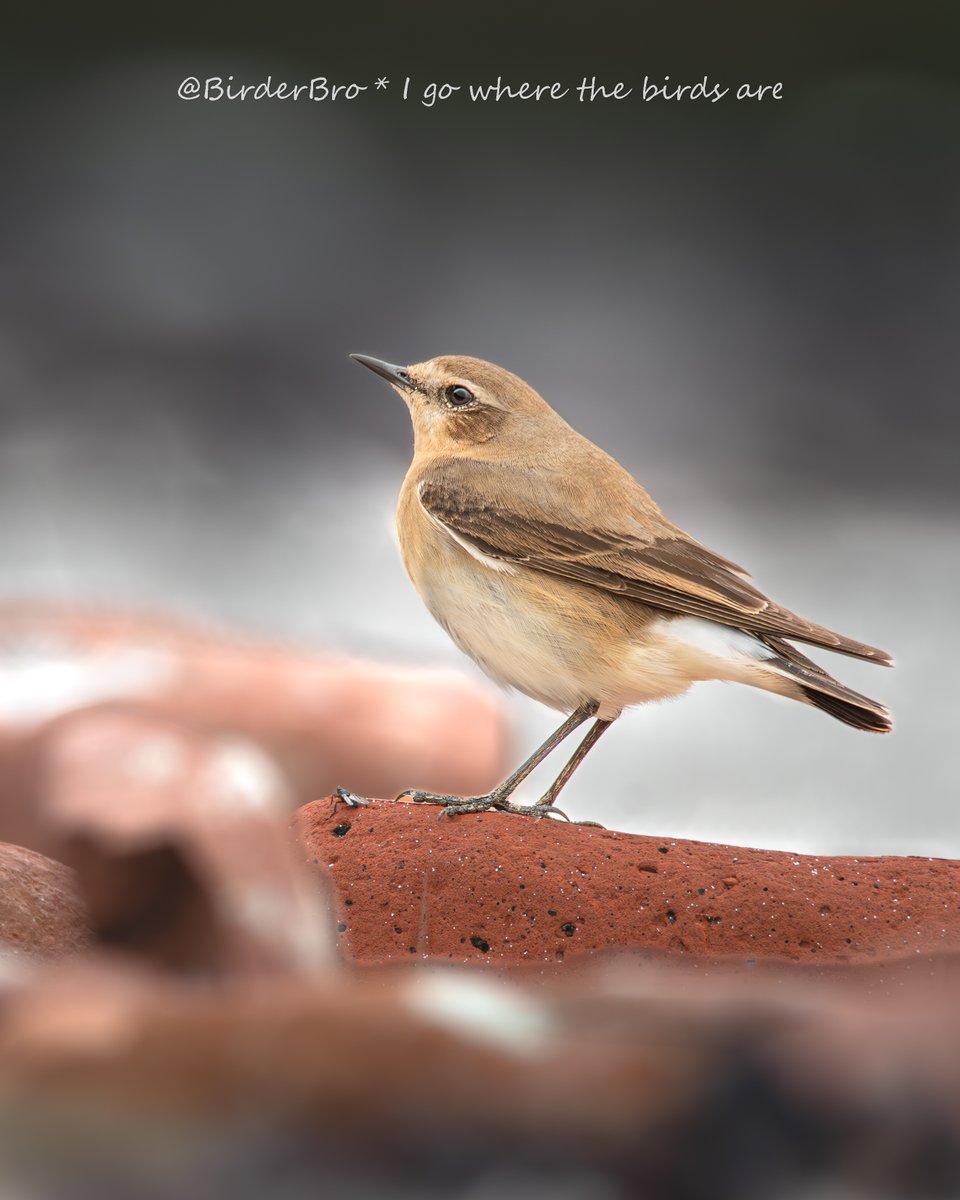 My favorite #birdnames in 🏴󠁧󠁢󠁥󠁮󠁧󠁿:
1⃣Wheatear🌱👂(📸⬇️)
2⃣Cordon-Bleu🥩
3⃣Go-Away-Bird💨
👉What r urs❓ Any language🌎❗️

#BirdTwitter #BirdsOfTwitter #birdphotography #birding #birdwatching #birds #bird #names #birdnames_en #birdlovers #NaturePhotography #naturelovers