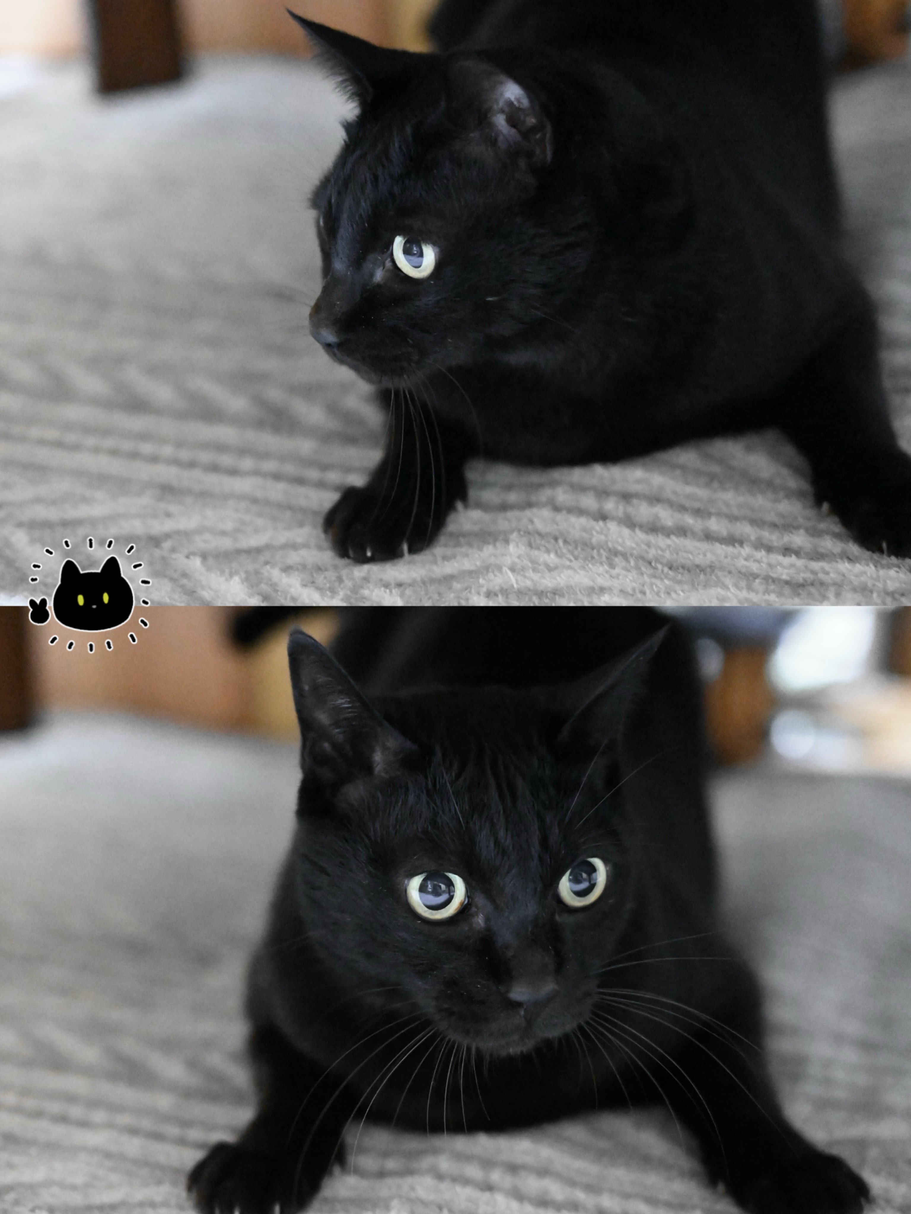 ねこ♪ LEDライト Thats Light！ CAT WALL LIGHT おさんぽ （ 足元灯