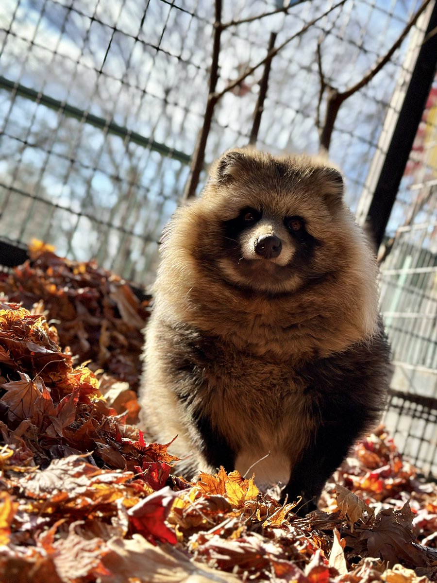 日曜日 #エゾタヌキ #raccoondog #モユクカムイ #今日のたぬき #埋もれ