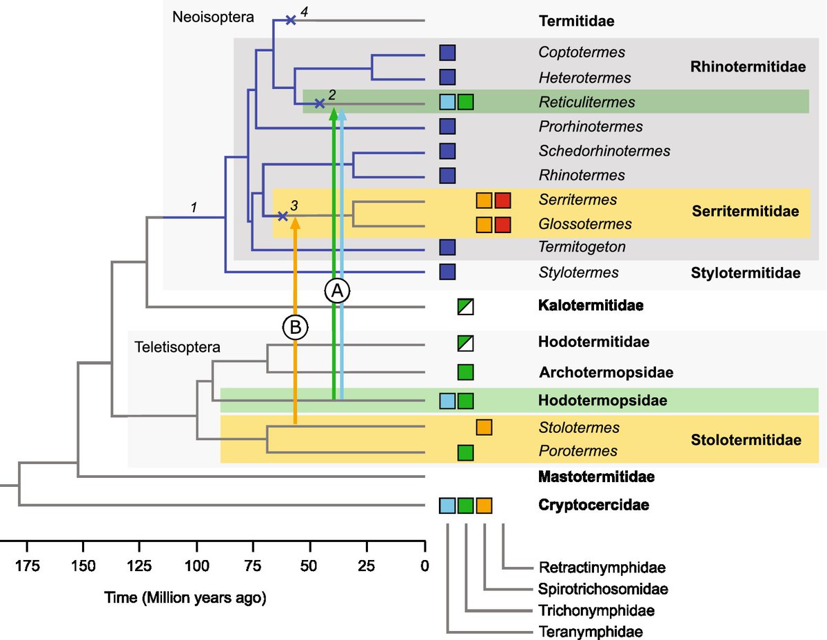 protasov_evgeni's tweet photo. Flagellates from #termite guts. Story of acquisition, loss, and co-evolution.
Some termites digest wood with the help of #flagellates. But how those eukaryotes occured in the gut and evolved there is still a black box.
Read at @FrontEcolEvol
https://t.co/OfHezcATDg https://t.co/03bM86sCnq