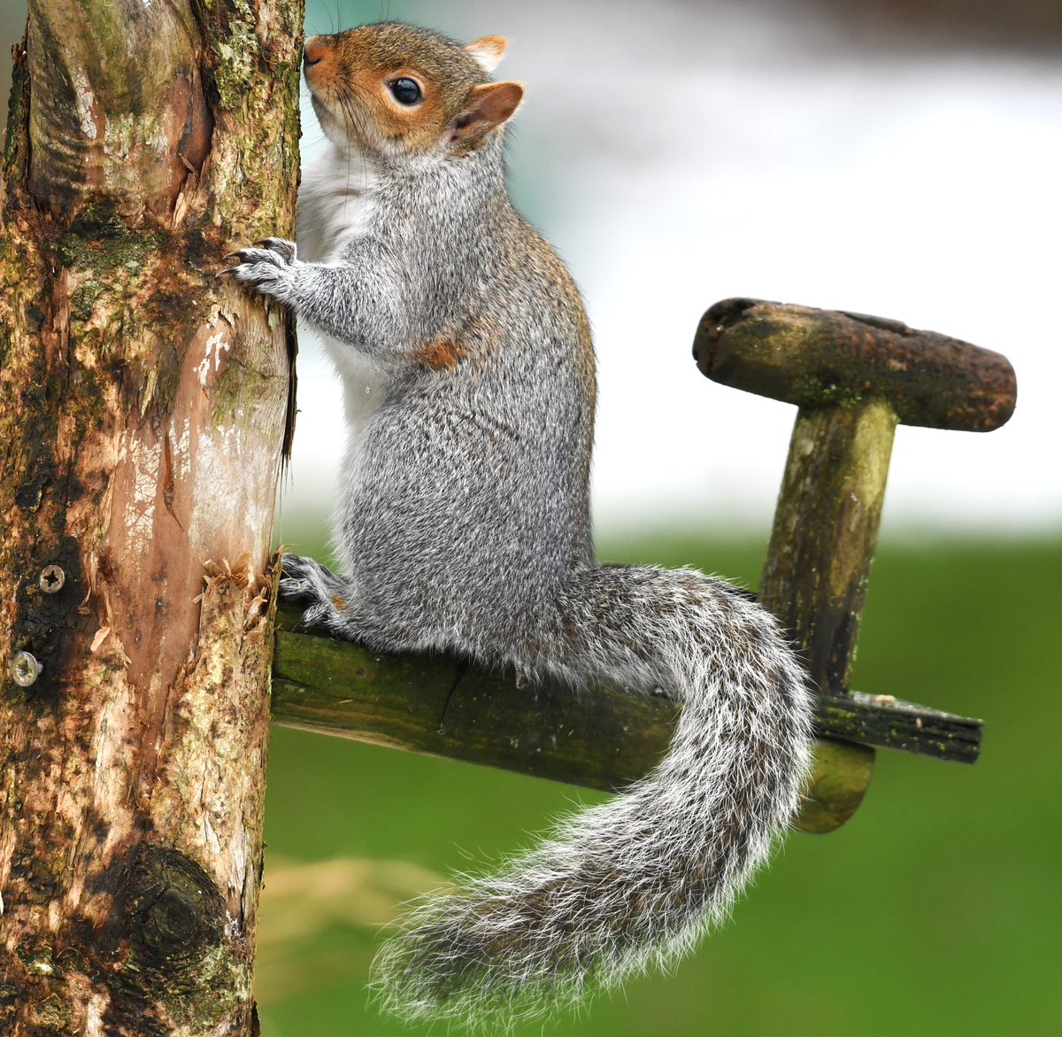 Cute TwitterNatureCommunity